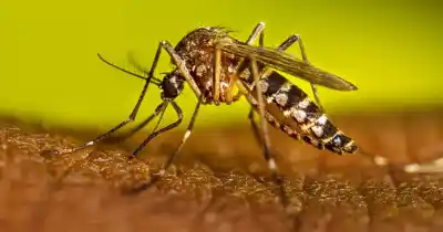 El calor y la humedad encienden las alarmas por el dengue en San Juan: qué revisar en cada casa