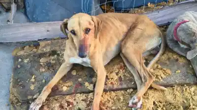 Le clavó el cuchillo al perro de su hermano y terminó detenido en el sudoeste rosarino