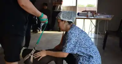Rivadavia abre un quirófano veterinario fijo: dónde y cómo pedir turno