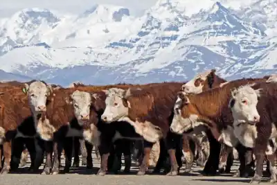El programa que cambia el negocio de los productores neuquinos: cuánto pagan por animal
