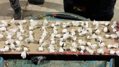 Control en la rotonda de Federación: dos detenidos y casi 350 gramos de droga en un Citroën