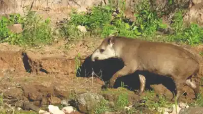 Apareció despellejado a la vera del río San Lorenzo y la hipótesis que crece en las Yungas
