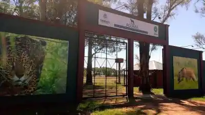Un ciervo de los pantanos apareció al costado de la Ruta 87 y la Policía se lo llevó a un lugar inesperado