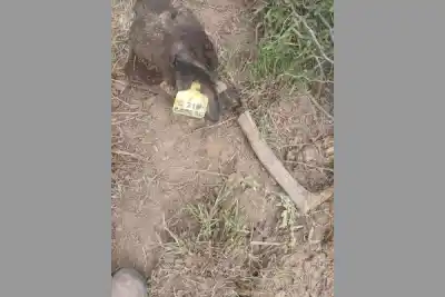 Entraron a la cabaña en plena madrugada y dejaron una pista que los delata: la remera con sangre