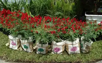 El Paseo de las Plantas se llena de música y sorteos por el Día de la Madre: quiénes estarán a cargo de la serenata