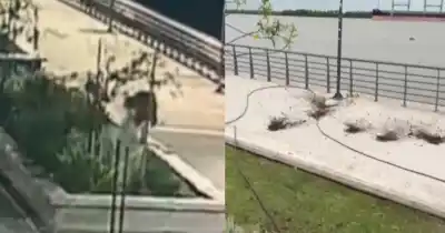 Arrancó los plantines de El Aura a mano limpia: las cámaras lo captaron todo