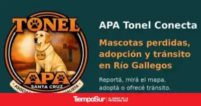 Una app para perros perdidos en Río Gallegos: el plan que va más allá de encontrar mascotas