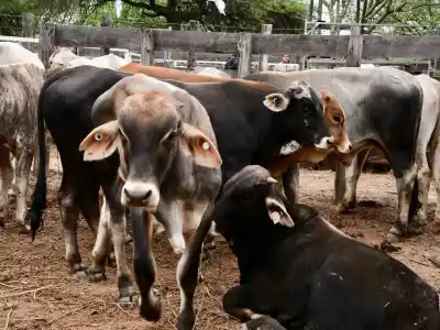 La feria que mueve la ganadería chaqueña: en Puerto Irigoyen se vendieron 435 cabezas y los terneros tocaron los $6.000