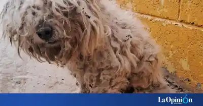 Lo tiraron de un auto en movimiento en Caleta Olivia: el gesto que cambió su suerte