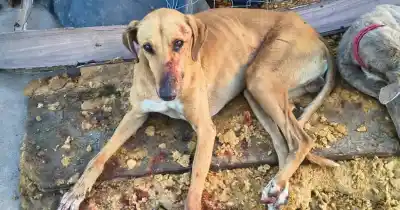 El galgo apuñalado en zona norte: el veterinario reveló qué encontraron en su cuerpo además de las heridas