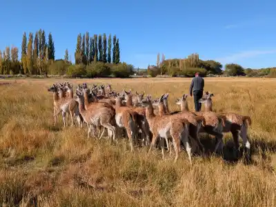 En la estepa santacruceña amansan guanacos y exportan una fibra que vale casi como el oro