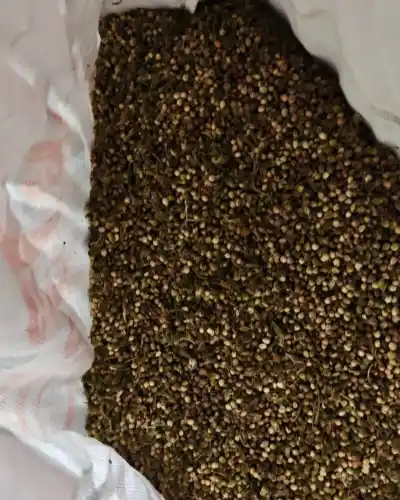 El allanamiento en Perugorría destapó lo que guardaban dos freezers