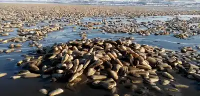 Veda total en las costas de Comodoro y Rada Tilly: la toxina que frenó la extracción de un alimento clásico