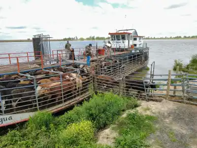 En las islas de Entre Ríos no se llevan solo animales: lo que también suben a las barcazas