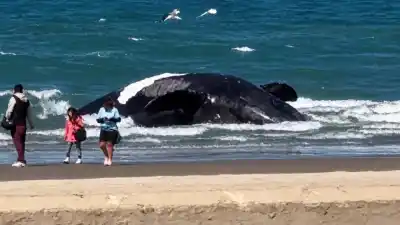 Puerto Madryn: apareció otra ballena franca sin vida en el Golfo Nuevo y ya son demasiadas