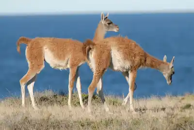 Esquel quiere vender la carne de los animales que hoy se cazan sin control