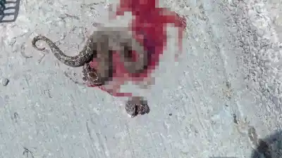 En La Banda, vecinos conviven con víboras peligrosas que aparecen en los desagües