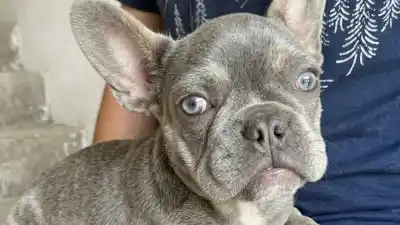 Denunció que le robaron a su bulldog francés: la encontraron en una casa del barrio Eva Perón
