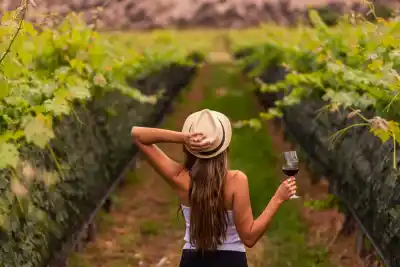 El Bus Turístico del Vino vuelve a rodar: dos circuitos y una fecha que ya está en agenda