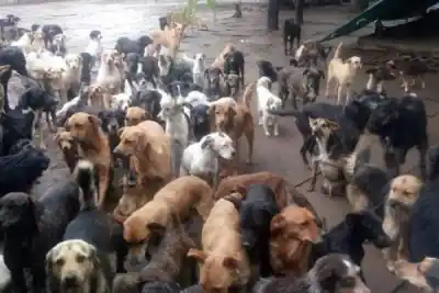 Denuncian a una contadora y un veterinario por el refugio de los Canichones: qué encontró la Justicia en los audios