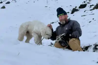 Una perra quedó sepultada en una avalancha en Alaska: lo que marcaba su collar la salvó 50 horas después