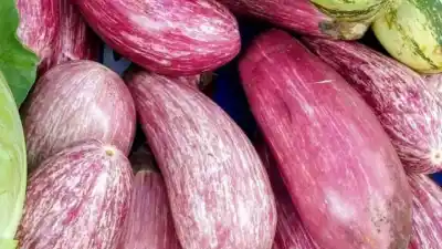 La berenjena que no parece berenjena y se vende a $2.500 el kilo en Posadas