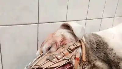 Un pitbull de barrio Reconquista quedó al borde de la muerte: los vecinos que Duarte señaló