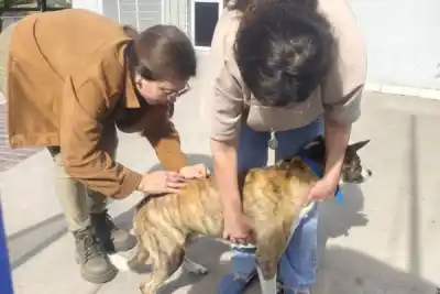 Vacunan y desparasitan gratis a perros y gatos en el barrio 8 de Abril: dónde y a qué hora