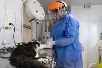 Anestesiaron a las mascotas, las abrieron y las devolvieron sin operar: la grave denuncia en Comodoro