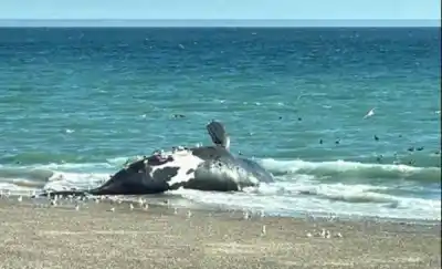 Tres ballenas más aparecieron en la costa de Madryn: el detalle que no deja dormir a los vecinos