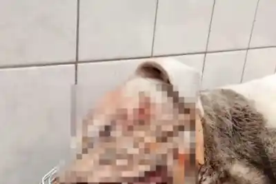 Atacaron a un pitbull con un hierro y el dueño ya apuntó a los vecinos: qué encontró el veterinario