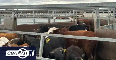 El pago que hicieron por 130 vacas Braford terminó con la Patrulla Rural en un campo de Sinsacate