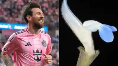 El nombre de Messi ya está en la naturaleza: la planta celeste y blanca que descubrieron en los Andes