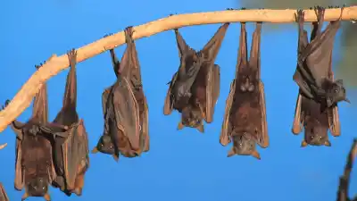 Qué pasa si te encontrás un murciélago adentro de tu casa en Jujuy