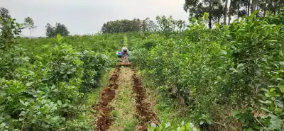 En San Pedro, 120 familias cambiaron el monte por la chacra y el agua por la selva