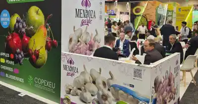 Tres bodegas mendocinas cruzaron el continente por el ajo: qué se juegan antes de la cosecha