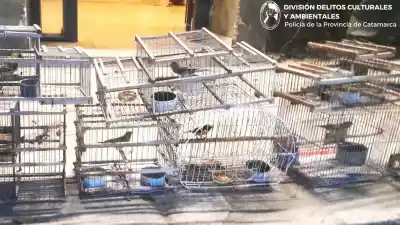 Tres allanamientos en Catamarca terminaron con más de 50 aves silvestres enjauladas