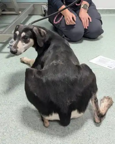 Vivía a oscuras con perros y serpientes: no conocía su nombre ni sabía caminar con correa