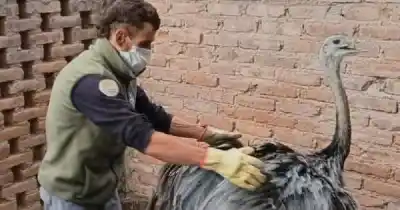 Encontraron aves gigantes en casas particulares y lo que pasó después dejó a todos en vilo