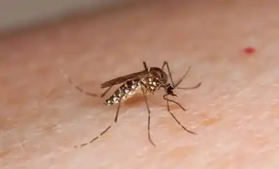 El alerta de Miroli: los mosquitos del dengue ya pican a cualquier hora y en cualquier mes