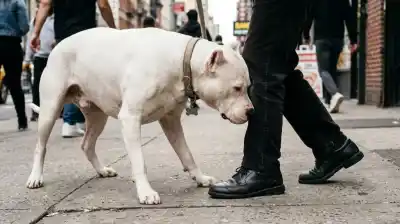 Un dogo lo cambió todo: la Justicia ya sabe quién paga los $20 millones