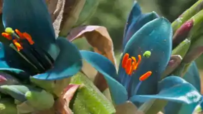 La flor azul eléctrico que casi nadie vio en Neuquén y crece entre las rocas