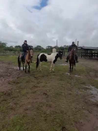Recorridas de Caballería en tres localidades terminaron con una docena de caballos retenidos