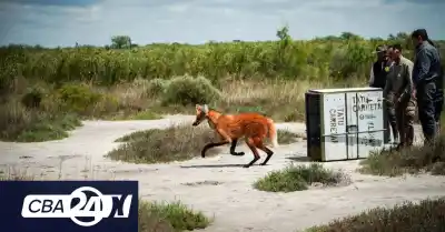 El aguará guazú que caminó por Villa Santa Rosa ya está lejos: dónde lo dejaron