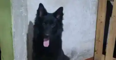 Se asustó con la pirotecnia, salió corriendo y no volvió: la buscan por Arenales y San Antonio