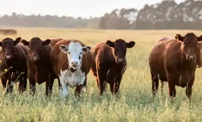 Compró 590 vacas con cheques que rebotaron: quién es el productor que investigan