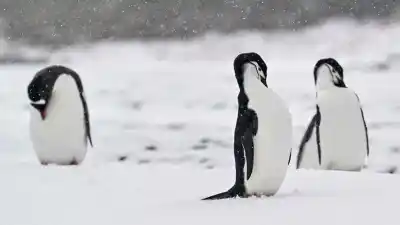 El mar se calentó y una isla llena de pingüinos pagó el precio: la colonia más grande del mundo se derrumbó