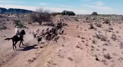 Recorre 10 km a caballo todos los días: la historia del puestero que no cambiaría su lugar por nada