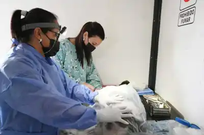 El quirófano móvil de Zoonosis sale a cuatro barrios: las fechas y dónde estaciona