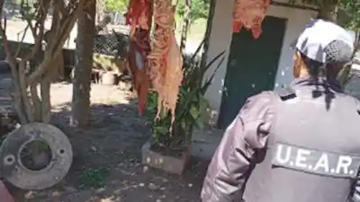 Siguieron las huellas de una vaquilla robada y terminaron en un campo con 155 kilos de carne bajo la galería